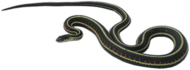 Red-sided Garter Snake